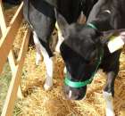 Foto reportaż z Targów Rolno-Ogrodnicze AGROMARSZ Marszew 2011