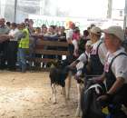 Młody Hodowca - Szepietowo 2012 - 29