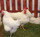 Rhode island white A-33