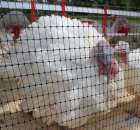 Pierwsze dni indyka w Koźminku