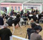 VII Ogólnopolska Wystawa Bydła Hodowlanego - 69