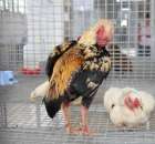 Drób - Szepietowo 2012 XIX Regionalna Wystawa Zwierząt Hodowlanych - 40