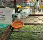 Królik Srokacz Niemiecki