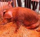 XX Targi Rolnicze Lubniewice