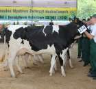 Bydło - Szepietowo 2012 XIX Regionalna Wystawa Zwierząt Hodowlanych - 90