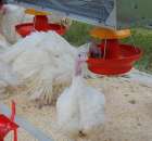 Pierwsze dni indyka w Koźminku