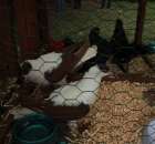 Gołębie Jaskółka Norymberska