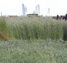 Zielone Agro Show Kąkolewo - Polskie Zboża  - 34