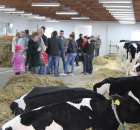 VII Ogólnopolska Wystawa Bydła Hodowlanego - 148