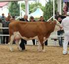 Prezentacja Championów na VII Ogólnopolskiej Wystawie Bydła Hodowlanego w Sielinku 2012 - 27