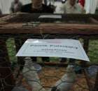 Gołębie Pawik Pulsujący