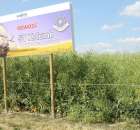 Polskie Zboża 2011 - Sobota