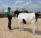 Nagordy dla superchampionów i championów  - 42