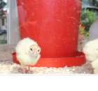 Pierwsze dni indyka w Koźminku