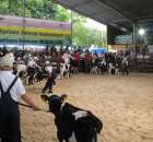 Młody Hodowca - Szepietowo 2012 - 11