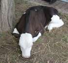 VII Ogólnopolska Wystawa Bydła Hodowlanego - 104