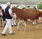 Prezentacja Championów na VII Ogólnopolskiej Wystawie Bydła Hodowlanego w Sielinku 2012 - 28