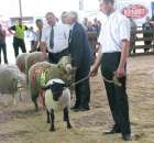 Owce - Szepietowo 2012 XIX Regionalna Wystawa Zwierząt Hodowlanych - 44