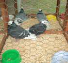 Gołębie Mnich Turgawski Czarny