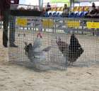 Drób - Szepietowo 2012 XIX Regionalna Wystawa Zwierząt Hodowlanych - 5