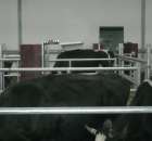 Łaciata czyści się;)