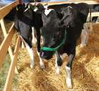 Foto reportaż z Targów Rolno-Ogrodnicze AGROMARSZ Marszew 2011