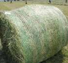 Zielone Agro Show pokaz maszyn rolniczych