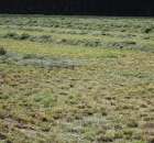 Pokazy Maszyn Polskie Zboża Zielone Agroshow 2012  - 22