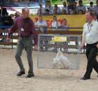 Drób - Szepietowo 2012 XIX Regionalna Wystawa Zwierząt Hodowlanych - 4