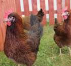 Żółtonóżka kuropatwiana Ż-33