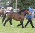 Konie - Szepietowo 2012 XIX Regionalna Wystawa Zwierząt Hodowlanych - 20