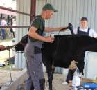 Bydło - Szepietowo 2012 XIX Regionalna Wystawa Zwierząt Hodowlanych - 42