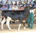 Bydło - Szepietowo 2012 XIX Regionalna Wystawa Zwierząt Hodowlanych - 103