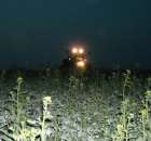 JD wieczorem na tle rzepaku