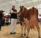 VII Ogólnopolska Wystawa Bydła Hodowlanego - 133