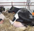 VII Ogólnopolska Wystawa Bydła Hodowlanego - 163