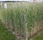 Pokazy Maszyn Polskie Zboża Zielone Agroshow 2012 - 9