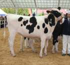 VII Ogólnopolska Wystawa Bydła Hodowlanego - 58
