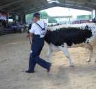 Bydło - Szepietowo 2012 XIX Regionalna Wystawa Zwierząt Hodowlanych - 9