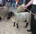 Owce - Szepietowo 2012 XIX Regionalna Wystawa Zwierząt Hodowlanych - 27