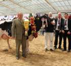 VII Ogólnopolska Wystawa Bydła Hodowlanego - 19