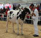 VII Ogólnopolska Wystawa Bydła Hodowlanego - 135