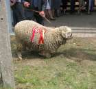 Owce - Szepietowo 2012 XIX Regionalna Wystawa Zwierząt Hodowlanych - 14