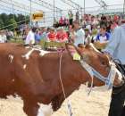 Nagordy dla superchampionów i championów  - 20