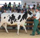 Bydło - Szepietowo 2012 XIX Regionalna Wystawa Zwierząt Hodowlanych - 104