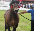 Konie - Szepietowo 2012 XIX Regionalna Wystawa Zwierząt Hodowlanych - 34