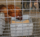 Foto reportaż z Międzynarodowych Targów Hodowli Zwierząt FARMA