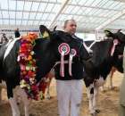 VII Ogólnopolska Wystawa Bydła Hodowlanego - 57