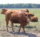 Wypas bydła zdjęcie nr 12