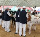 VII Ogólnopolska Wystawa Bydła Hodowlanego - 5